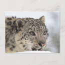 Suche nach schneeleopard poster Usa