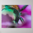 Suche nach chrom andere poster Blume