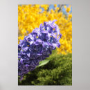 Suche nach forsythia poster Pflanze