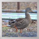 Suche nach wildente poster Tiere