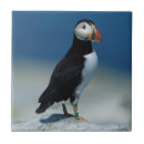 Suche nach kanada fliesen Tierwelt