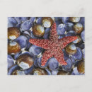 Suche nach bunte fische postkarten Blau