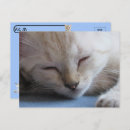 Suche nach kitten postkarten Haustierfotografie