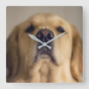 Suche nach nose poster Goldener retriever