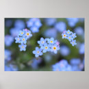 Suche nach vergessen sie nicht poster Blume