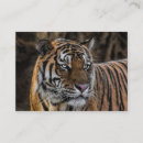 Suche nach tigerstreifen visitenkarten Katze