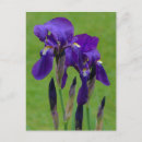 Suche nach lila iris postkarten Flora