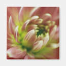 Suche nach extrem magnete Blume