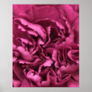 Suche nach narbe poster Rosa