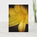 Suche nach tageslilien karten Blume