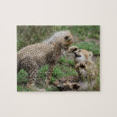 Suche nach gepard puzzle Wild lebende tiere