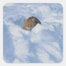 Suche nach katze im schnee aufkleber Wild