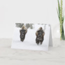 Suche nach bison karten Landschaftlich