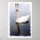 Suche nach wasservögel poster Natur