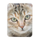 Suche nach katzengesicht magnete Haustier