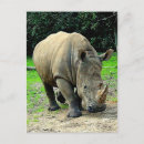 Suche nach rhinoceros postkarten Wild