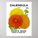 Suche nach calendula poster Blume