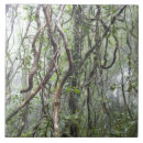 Suche nach regenwald fliesen Natur