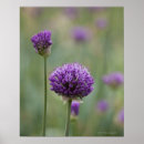 Suche nach zerstreut kunst Blume