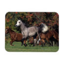 Suche nach araber magnete Gruppe