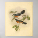 Suche nach birds poster Vogel