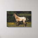 Suche nach appaloosa leinwandbilder Reitpferd