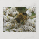 Suche nach honigbienen postkarten Insekten
