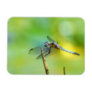 Suche nach grüne libelle magnete Blau