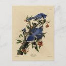 Suche nach john audubon postkarten Illustration