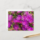 Suche nach schönes blumen postkarten Blumenfotografie