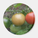 Suche nach tomaten magnete Gesund