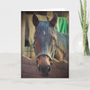 Suche nach pferdebild karten Pferdefoto