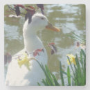Suche nach enten untersetzer Tierwelt