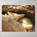 Suche nach fennec fuchs poster Natur