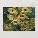 Suche nach orchideen blumen postkarten Blumig