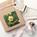 Suche nach daffodil aufkleber Daffodien