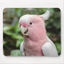 Suche nach papagei mousepads Weiß
