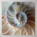 Suche nach nautilus muschel poster Strand
