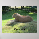 Suche nach capybara poster Wild