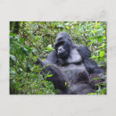 Suche nach gorillas postkarten Afrika