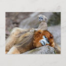 Suche nach süße tiere postkarten Primat