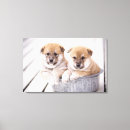 Suche nach shiba inu leinwandbilder Tier