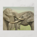 Suche nach indischer elefant postkarten Fauna