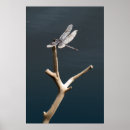 Suche nach libelle poster Insekten