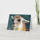 Suche nach guanaco Wild