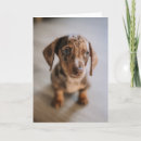 Suche nach niedliche dackel karten Reinrassiger hund