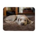 Suche nach weimaraner magnete Haustiere