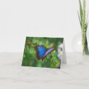 Suche nach morpho karten Blau