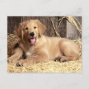 Suche nach golden retriever welpe postkarten Liebe