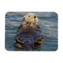 Suche nach seeotter magnete Alaska